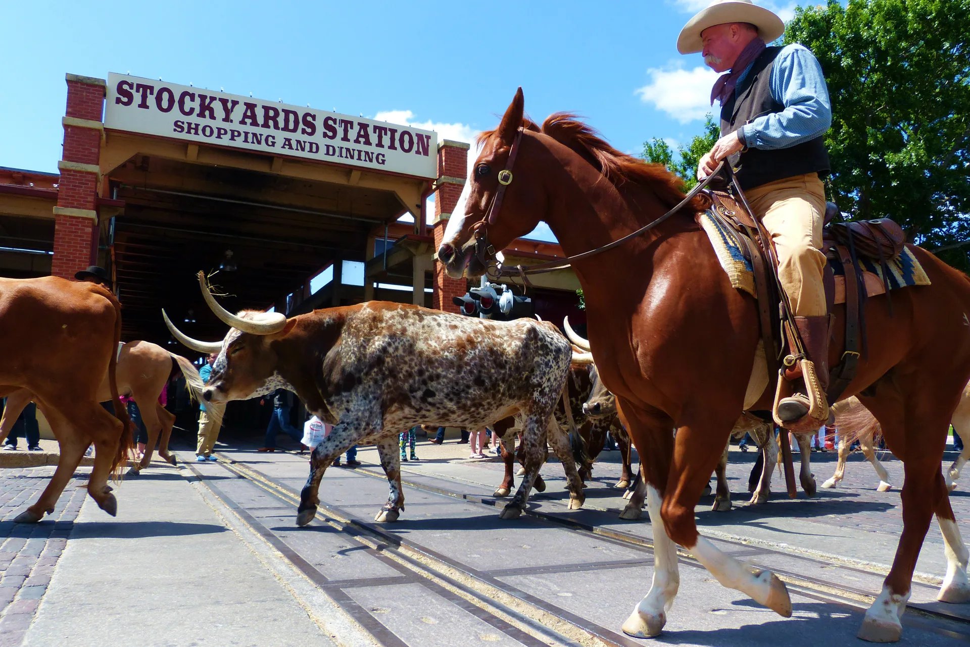Longhorn cattle drive at the Fort Worth Stockyards